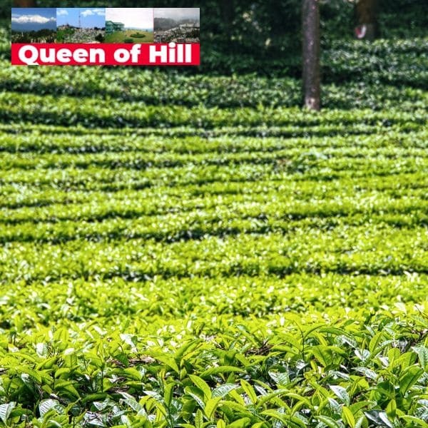 Makaibari Tea Estate - Kurseong