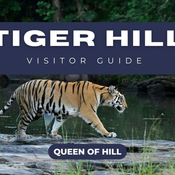 Tiger Hill Darjeeling – Sunrise View, Timing, Entry Fee & Travel Guide