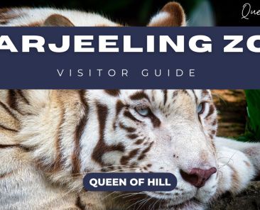Darjeeling Zoo Visitor Guide – Timing, Entry Fee & Animals to See