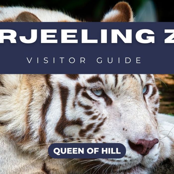 Darjeeling Zoo Visitor Guide – Timing, Entry Fee & Animals to See