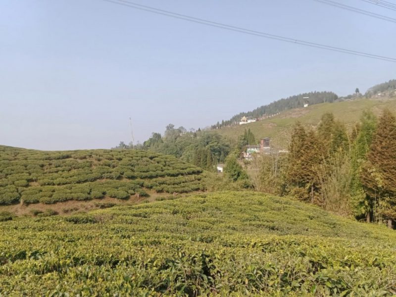 Hangkhim Homestay and Tea Stall, Nakhapani Okayti, Mirik